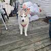 Female Pomsky