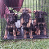 Germany shepherd puppies for sale