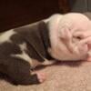 AKC Registered English Bulldog Pups