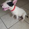 Female bull terrier puppies for adoption 