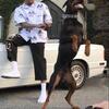 Doberman Puppies! Beautiful Top Quality!