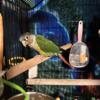 Conure with cage also parakeets with cage