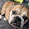 6 yr old female English Bulldog