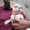 Marley merle french bulldog puppy