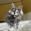 Beautiful Maine Coon Female, European Pedigree