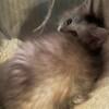 female kitten maine coon 