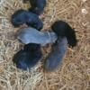 akc German shepherd pups 800