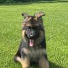 Female German Shepherd Puppy