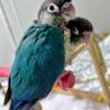 Turquoise Green Cheek Conures, parrotlets, Cockatiels and more!