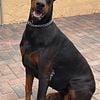 Doberman Puppi for sale