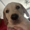 Yellow Lab puppy