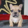 Akc French bull dogs 