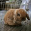 Holland lop