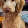 Female Goldendoodle Pup (Red) for Sale