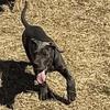 Great Dane pups