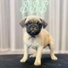 Pure Bred Pugs 2 Black Studs & 2 Fawn Females