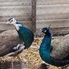 Peacocks