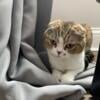 Scottish Fold Female Cat adorable, loving and social 