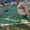 Adult American Bully Merle