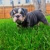 AKC Blue Tri female English bulldog 4 months