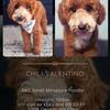 Mini Poodle Stud 