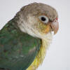 Beautiful Pair of 6-Month-Old Green Cheek Conures in Rocky Mount, NC