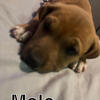 10 week old pit bulls 