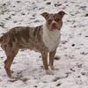 Chocolate Tri Merle