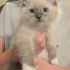 Blue point Ragdolls available now