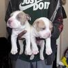 Standard bully pups ready to go