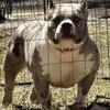 MERLE TRAPZILLA GRANDDAUGHTER