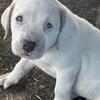 2 male puppies 
