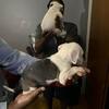 Purebred pits