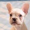 White Purebred French Bulldog Named Biggie
