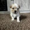 Morkie Puppies (Maltese/Yorkie mix)