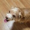 Male Chorkie for sale