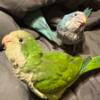 Conures & Quakers 