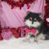 Black tan male pomeranian