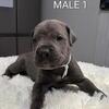 UPDATE - ALL SOLD!!!! Cane Corso PURE RACE