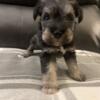 Miniature Schnauzer Puppy, Black/Tan female