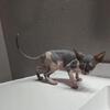 Sphynx kittens