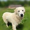 Beautiful English Cream Golden Retriever