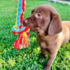 Chocolate Labrador retriever puppies