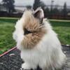 Lionhead and Holland Lop Bunnies
