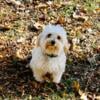 Yorkiepoo male dog 1 year old