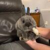 2 baby bunnies