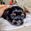 3 Sweet Imperial Shih Tzu pups
