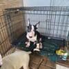 Bull terriers puppies