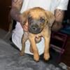 Cane corso German rotti mix puppy for sale