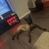 2yr Mal for sale